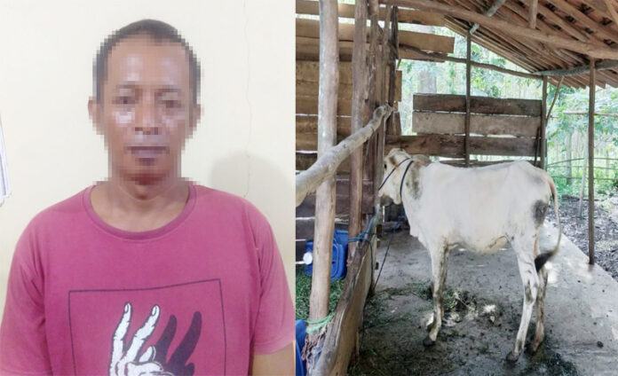Pelaku curi sapi di Banjar Margo berinisial SN als BR (43), yang berhasil ditangkap Polisi Tulang Bawang